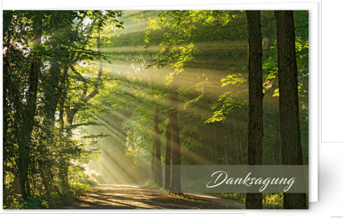 Wald im Sonnenlicht