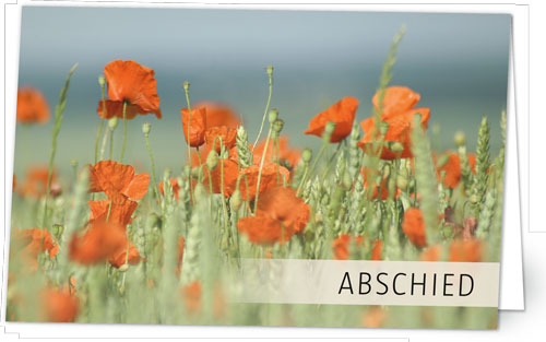 Mohn im Kornfeld