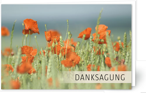 Mohn im Kornfeld