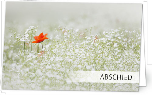 Mohn im Weiss