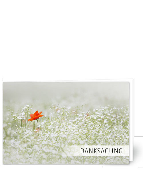 Mohn im Weiss