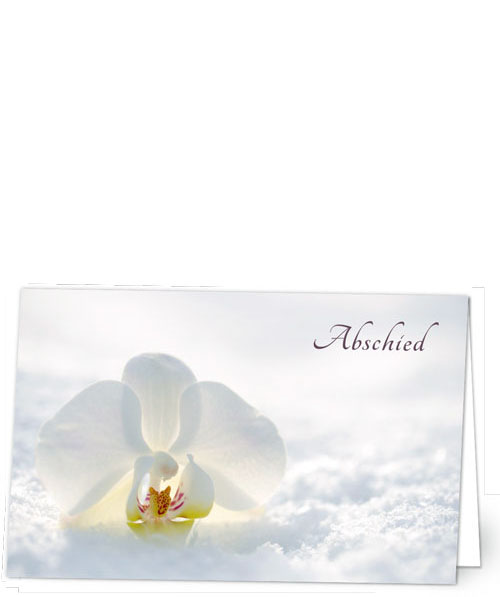 Orchidee im Schnee