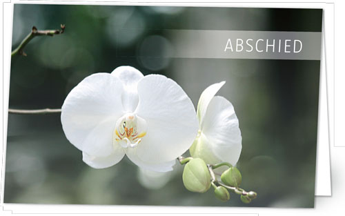 Orchidee auf Grün