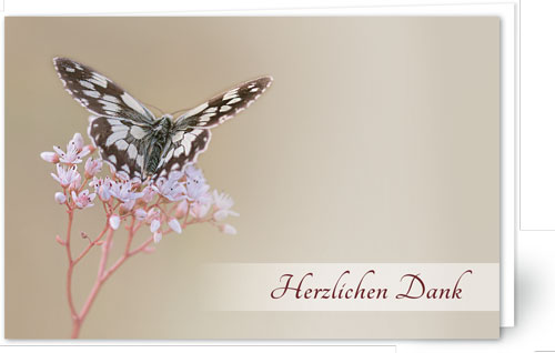 Schmetterling gefleckt